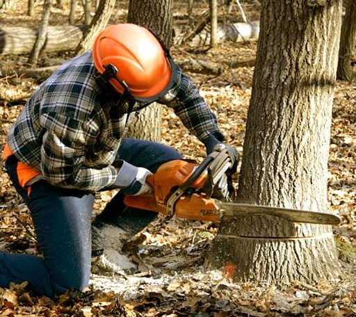 Tree Removal in Caddo, OK